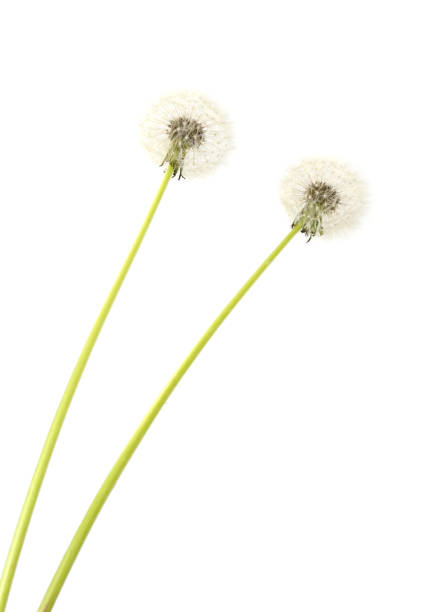 istock Dandelion flower seeds on white 1397735346