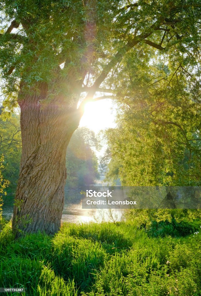 A magnificent park landscape near the city of Regensburg. The "Jahninsel" with its green banks on the Danube, is a popular recreational destination in Regensburg. Nature Stock Photo