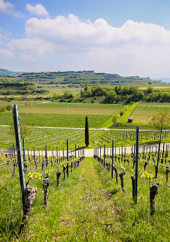 View of the Vineyards at Kaiserstuhl Region, Germany