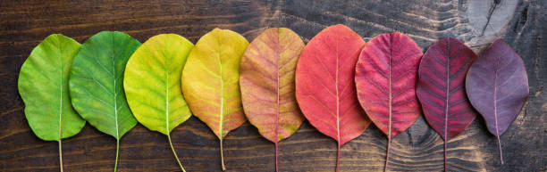 sélection de feuilles autunm colorées - couleur panachée photos et images de collection