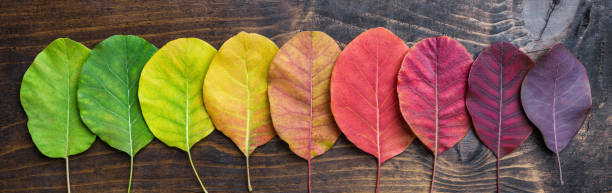 カラフルなオートゥンムの葉の選択 - golden autumn season forest ストックフォトと画像