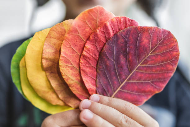 criança segurando uma seleção de folhas coloridas - autumn leaf nature november - fotografias e filmes do acervo