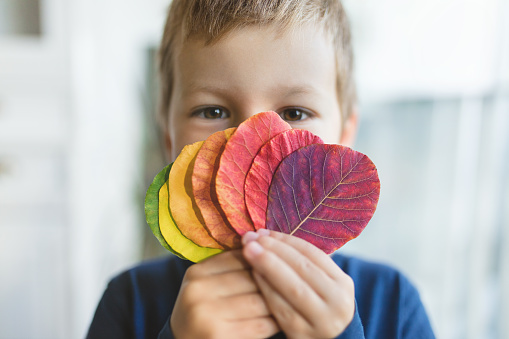 Young child holding a selection of colorful leaves