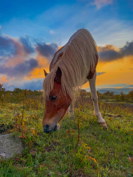 Wild ponies at Grayson Highlands stock photo