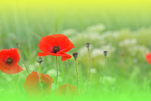 schönes makrofoto.magische mohnblume.florale kunst design.nahaufnahme fotografie.konzeptuelle abstrakte bild.grüner hintergrund.fantasy art.kreative tapete.schöne natur hintergrund.erstaunliche frühlingsrote blumen.kopieren raum.hochzeitseinladung. - oriental poppy poppy leaf close up stock-fotos und bilder