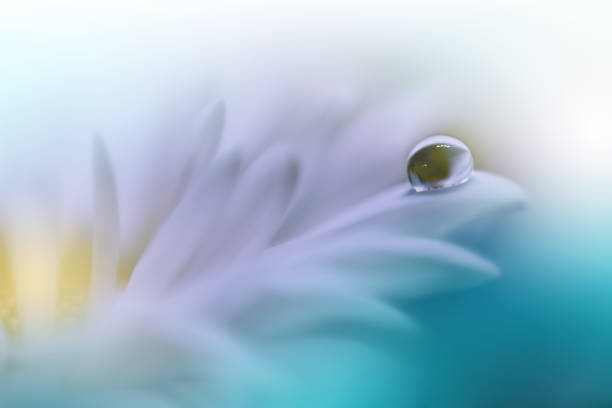 Nature,Flower,Daisy,Floral,Drop hermoso fondo de naturaleza tranquila.foto macro de increíble primavera flowers.art diseño.fotografía de cerca.foto abstracta conceptual.fantasía arte floral.fondo de pantalla artístico creativo.color turquesa.margarita blanca.colorido, colores, plant