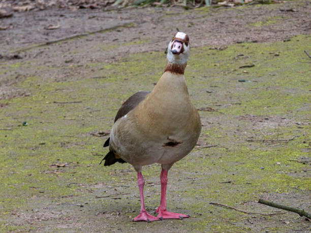 istock Egyptian goose on a grass field 1397738225