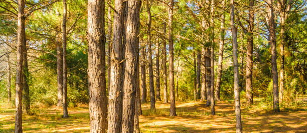 istock Bartolome Hidalgo Park, Flores, Uruguay 1397738244