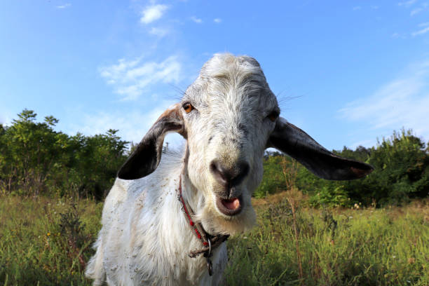istock White goat bleats on a green meadow 1397738434