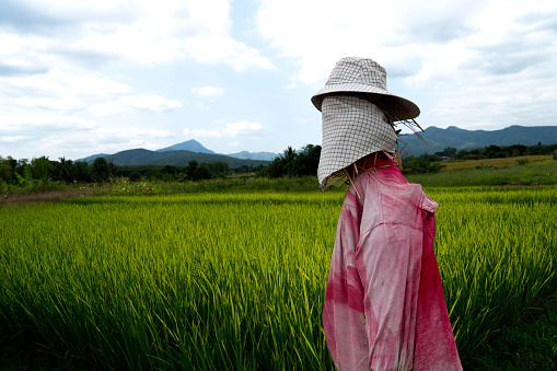 straw puppet or scarecrow strawman in the rice field in asia