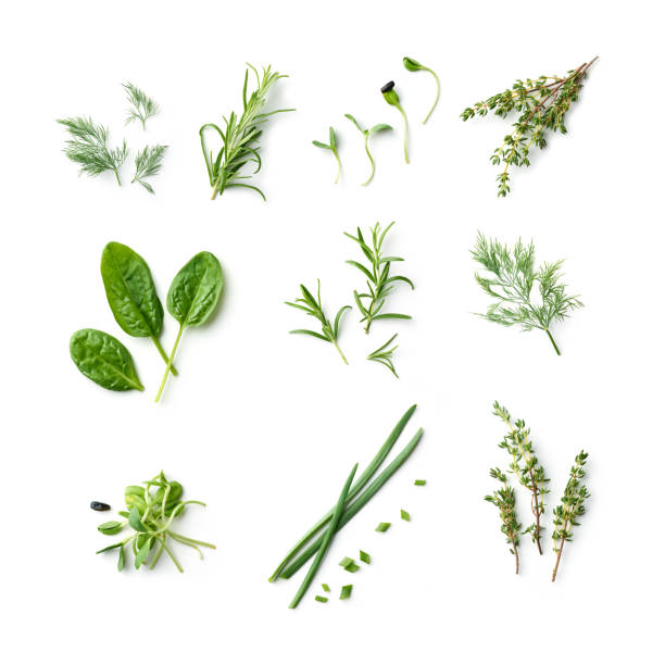 新鮮なハーブとスパイス - parsley herb leaf herbal medicine ストックフォトと画像