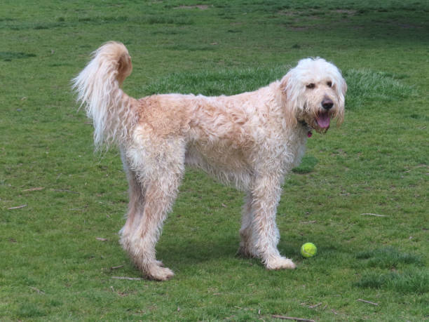 istock Goldendoodle with Tennis Ball 1397741270