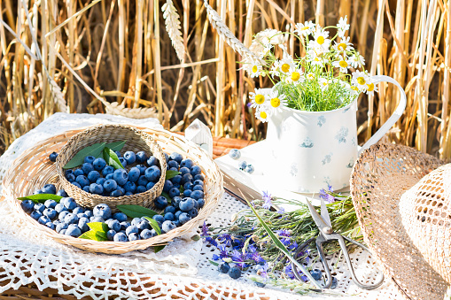 Blueberries  in braided plates on white crocheted tablecloth, chamomile flowers in metal dish,  cut cornflowers with scissors and straw hat,  picnic basket with berries on it in grain background