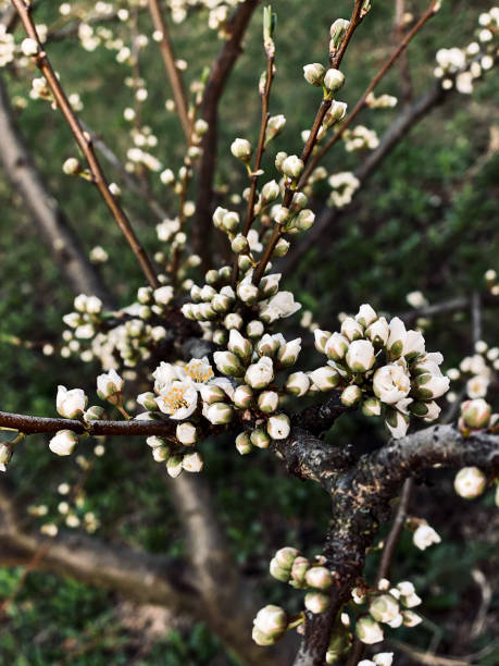 plum blossom in the garden