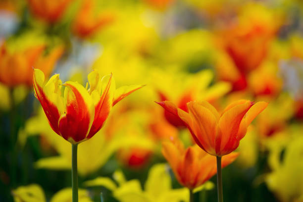 Bouquet of red tulip flowers, red background with copy space