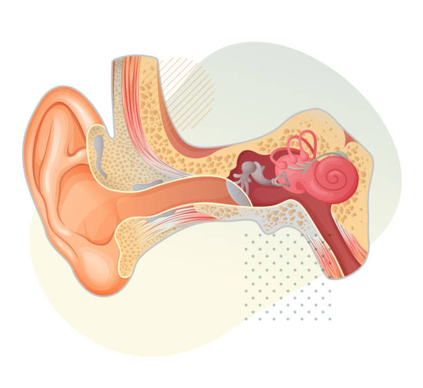 Anatomy of the Human Ear - Stock Illustration Anatomy of the Human Ear - Stock Illustration  as EPS 10 File ear drumm stock illustrations