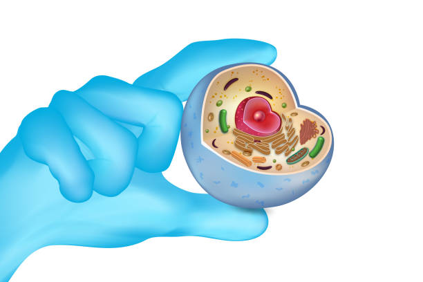 die hand des arztes in blauen handschuhen hält menschliche zellen, die auf weißem hintergrund isoliert sind. vektorillustration. - nucleolus stock-grafiken, -clipart, -cartoons und -symbole