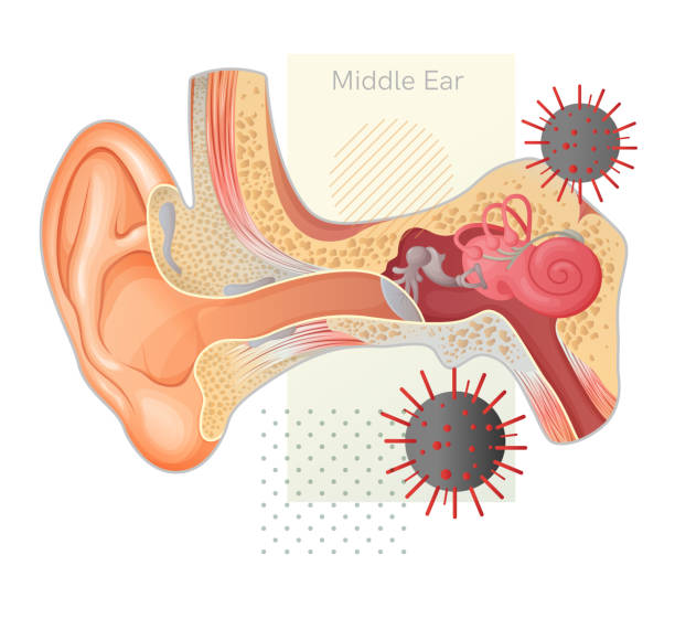 인간의 귀에 미치는 covid 영향 - 스톡일러스트레이션 - eustachian tube stock illustrations