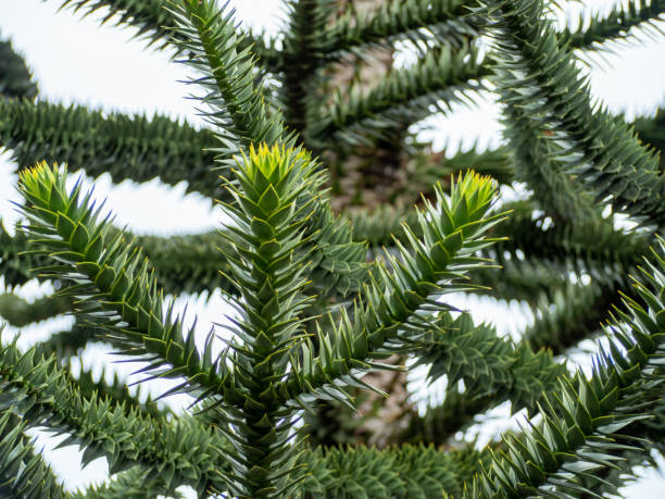 Chilean Araucaria, also called Andenfir, Chilean Spruce, Snake Tree. Chilean Araucaria, also called Andenfir, Chilean Spruce, Snake Tree, Rock Spruce, Monkey Tail, Chilean Ornamental Spruce, or Puzzle Monkey Tree. araucaria araucana stock pictures, royalty-free photos & images
