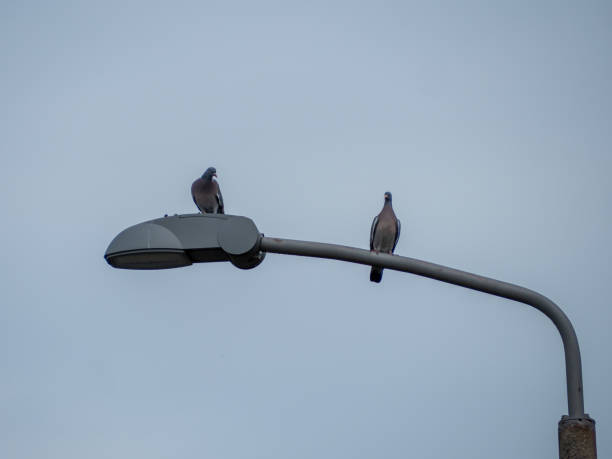 istock Pigeons sit on a lantern. Pigeons on a road lamp. 1397742711