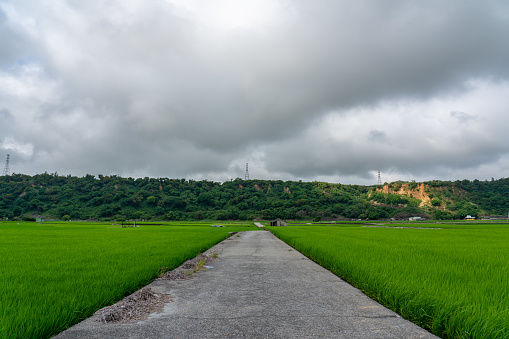 water rice plant on the flooded field