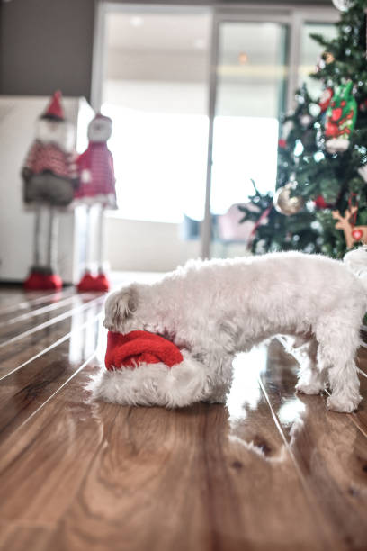 istock Happy Puppy Biting And Playing With Christmas Hat Under Tree 1397744970