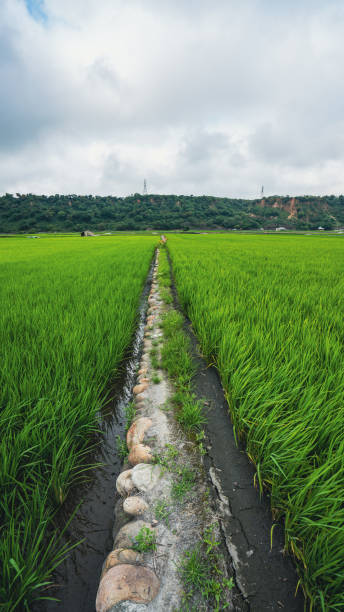 istock Taichung Waipu - Rice Fields in Wangyou Valley. 1397744988