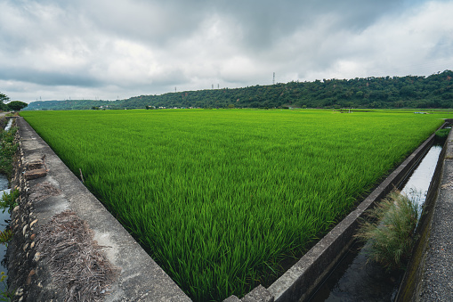 Rice field on landscape background in India