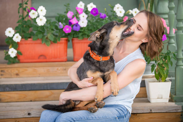 dog puppy bites its owner on the face dog puppy indulges and bites his mistress on the face dog aggression education friendship stock pictures, royalty-free photos & images