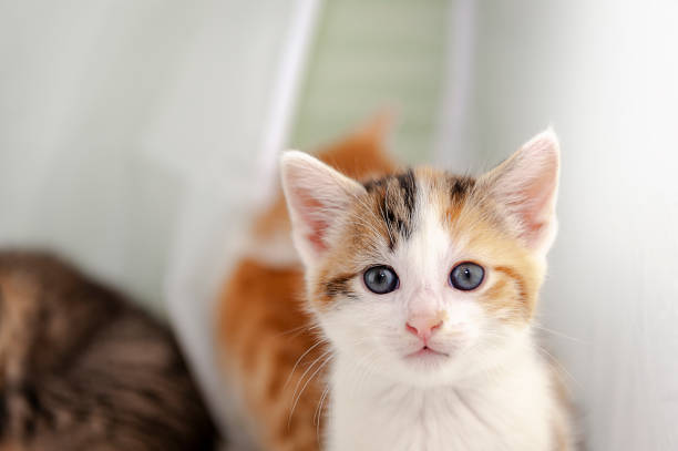 Little kitten - portrait stock photo