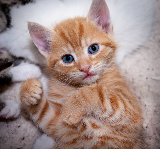 Little kitten - portrait stock photo