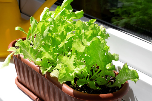 Lettuce plant in the pot on the window sill on the balcony in the sunlight. Growing salad leaves at home. Window farm