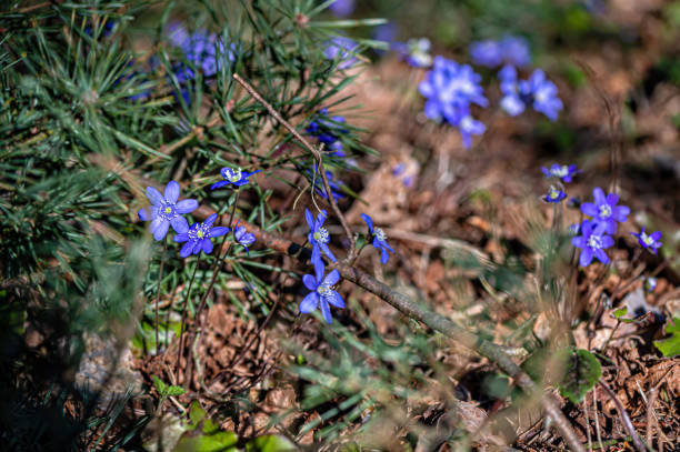 istock Anemonoides blanda, syn. Anemone blanda, the Balkan anemone, windflower, close up, selective focus 1397747075