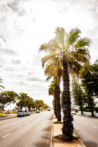 Cape Town, South Africa - May 12, 2022: Rows of palm trees on Sea Point beach front avenue
