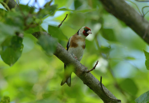 The American Goldfinch is a small passerine bird, smaller than a sparrow and easy to recognize.