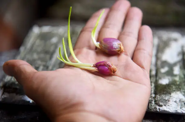 Hands holding fresh shallot shoots in close up