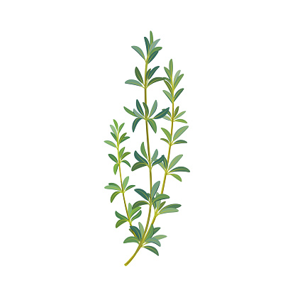 Branch of thyme. Flat vector colorful illustration.