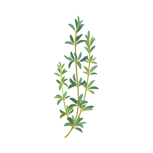 plant Branch of thyme. Flat vector colorful illustration. thyme stock illustrations
