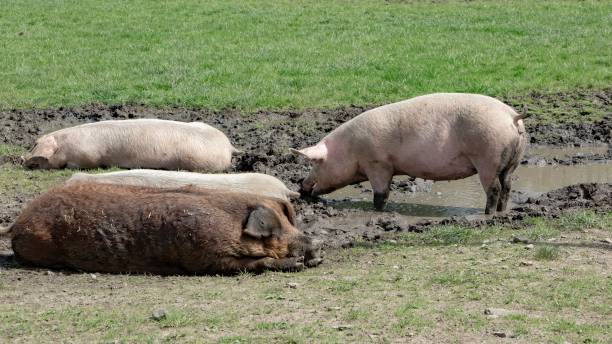 istock Four Pigs At Puddle Of Mudd. 1397749271