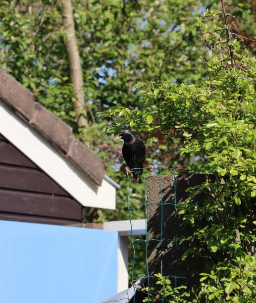 istock Bird in a garden 1397749466