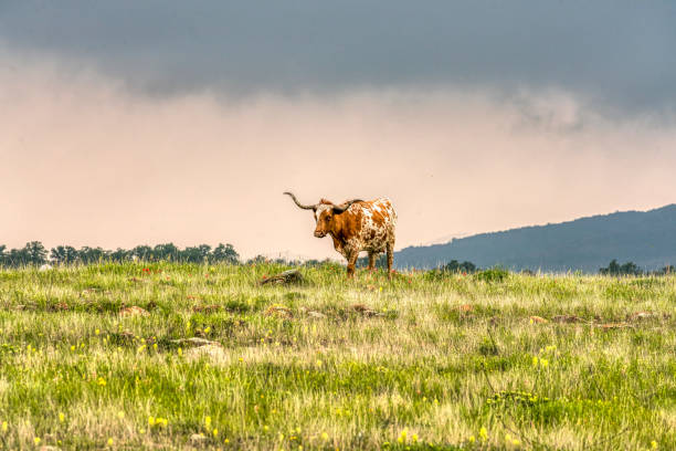 istock Texas Longhorn in Oklahoma 1397749545