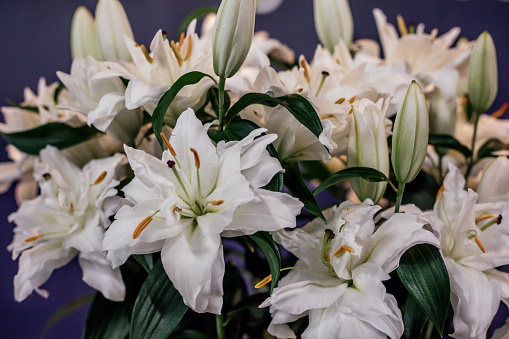 A bouquet of white lilies isolated on a white background. Lily flower.