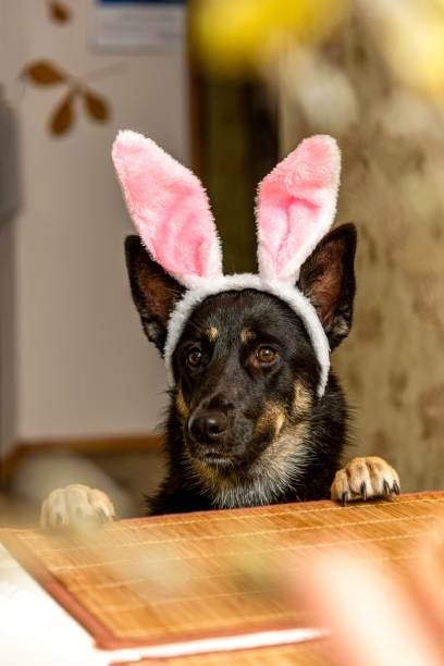 istock A funny dog in Easter bunny ears peeks at the kitchen table for a treat. 1397750511