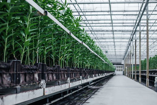 The inside of a working lily greenhouse production line