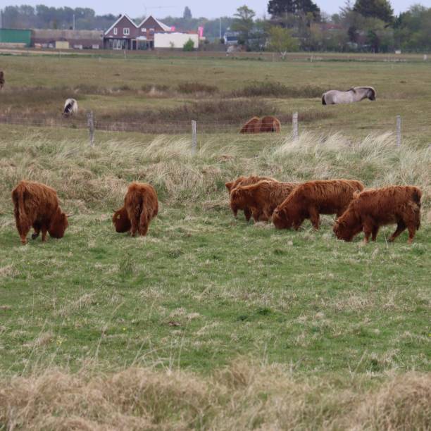 istock Red cows in the dunes 1397750783