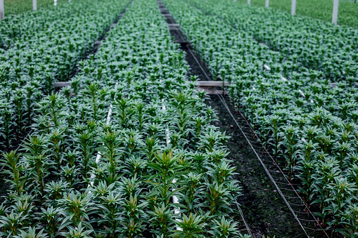 The inside of a working lily greenhouse production line