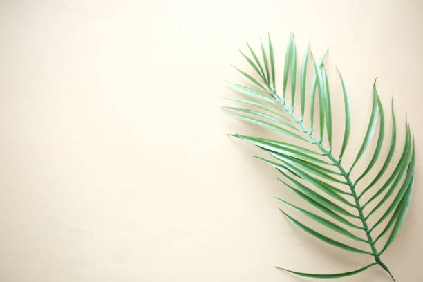 istock Tropical background i with palm leaf on yellow background 1397752375