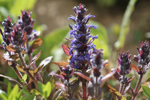 planta de corneta en flor (ajuga reptans) con flores azules y hojas rojas en el jardín - ajuga fotografías e imágenes de stock