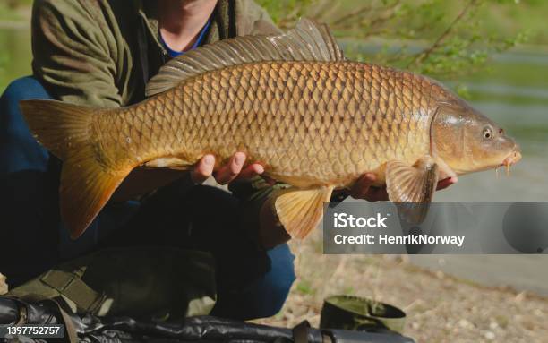 Angler Holding A Big Common Carp Freshwater Fishing And Trophy Fish Close Up Stockfoto en meer beelden van Karper