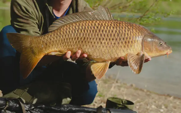 Photo of Angler holding a big Common Carp. Freshwater fishing and trophy fish. Close up.